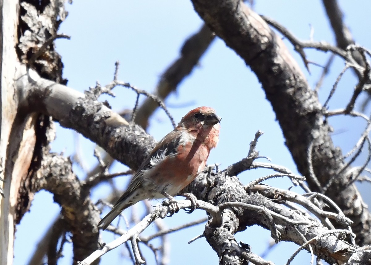 Red Crossbill - ML623932536