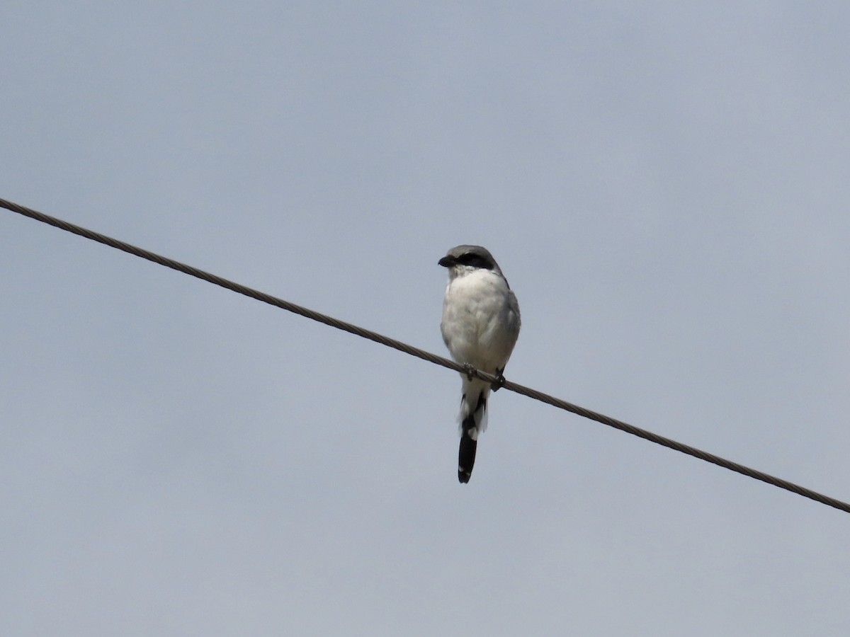 Loggerhead Shrike - ML623932539