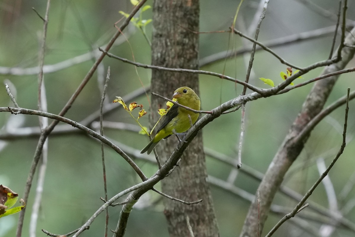 Scarlet Tanager - ML623932540