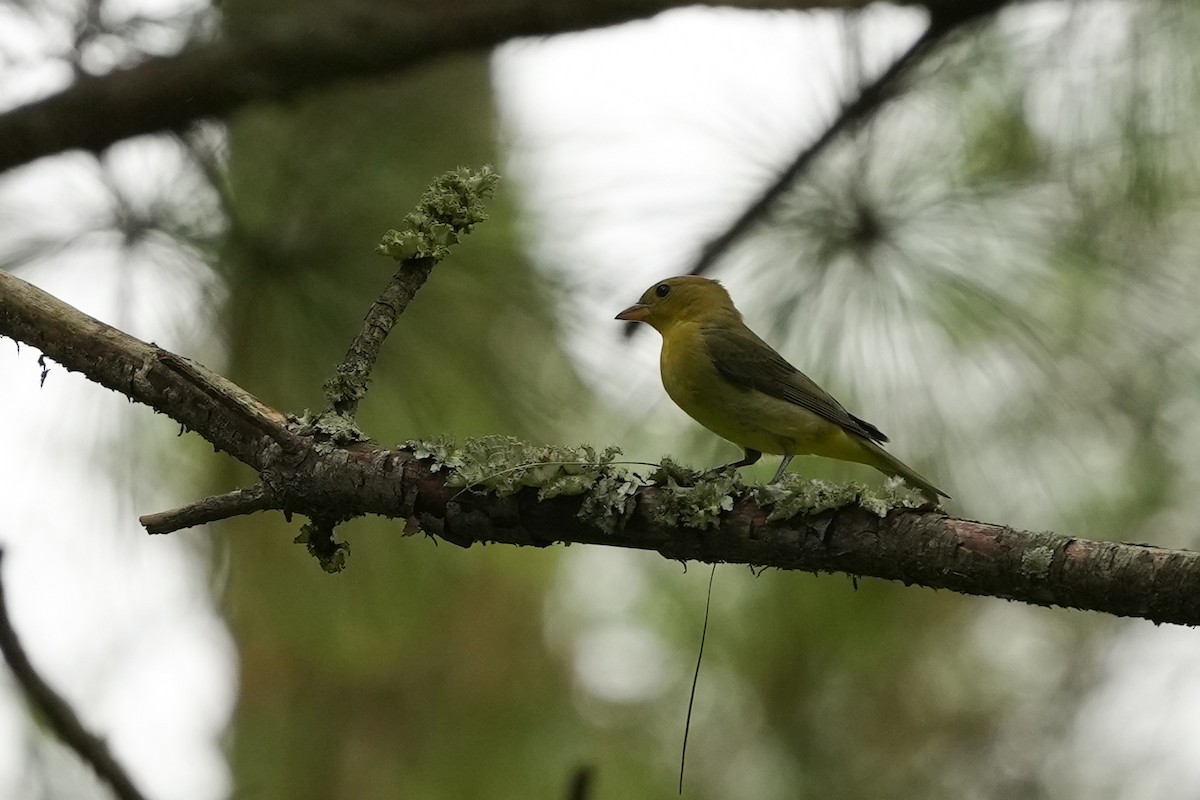 Scarlet Tanager - ML623932541