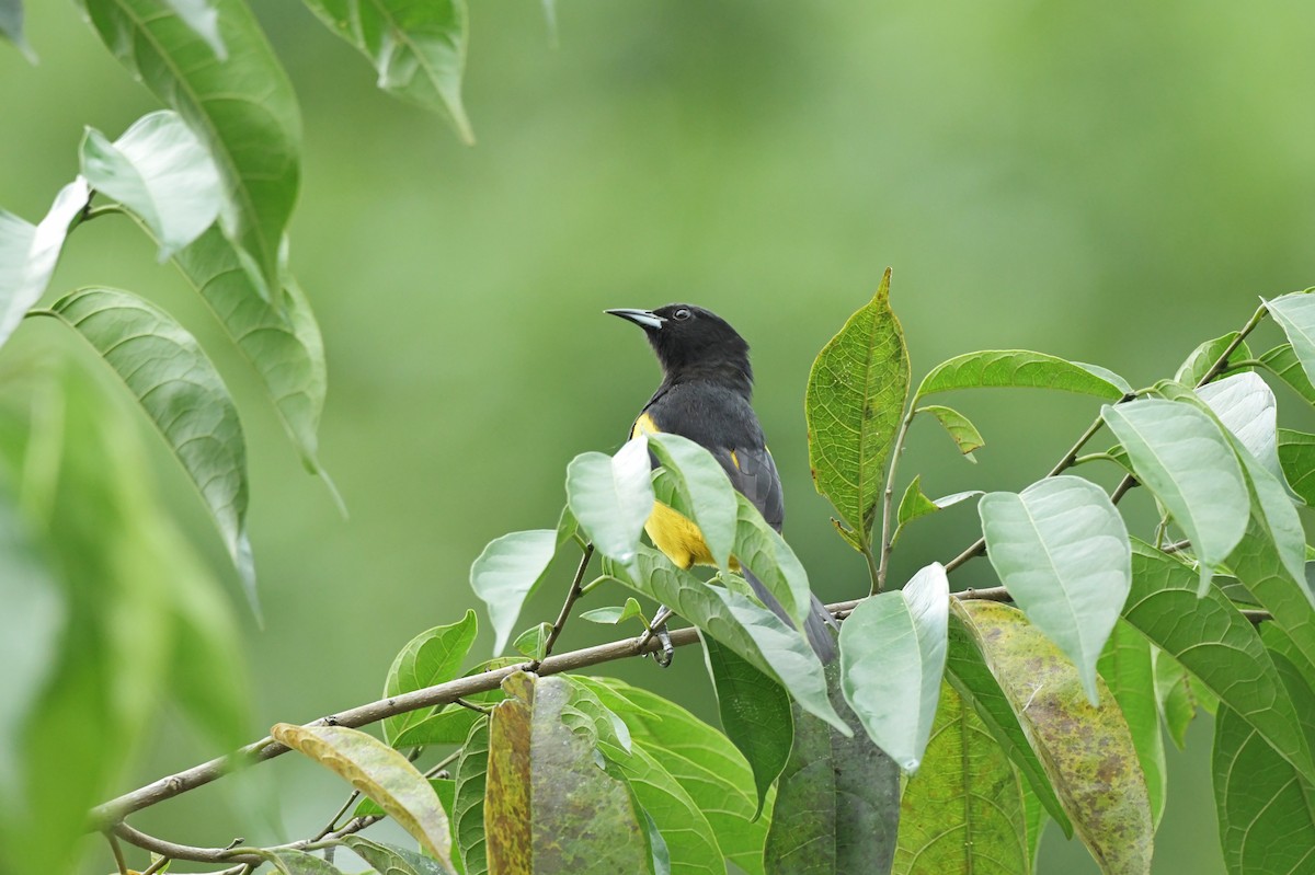 Black-cowled Oriole - ML623932555