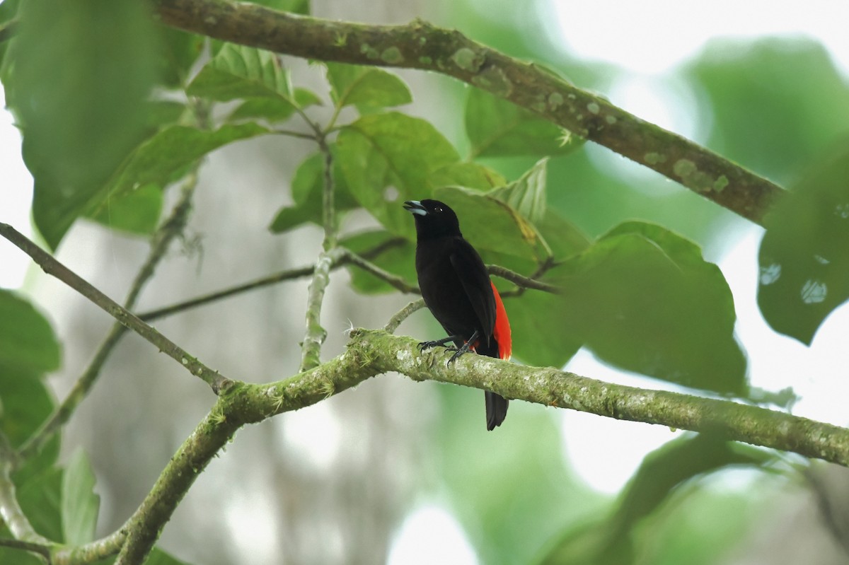 Scarlet-rumped Tanager - ML623932564