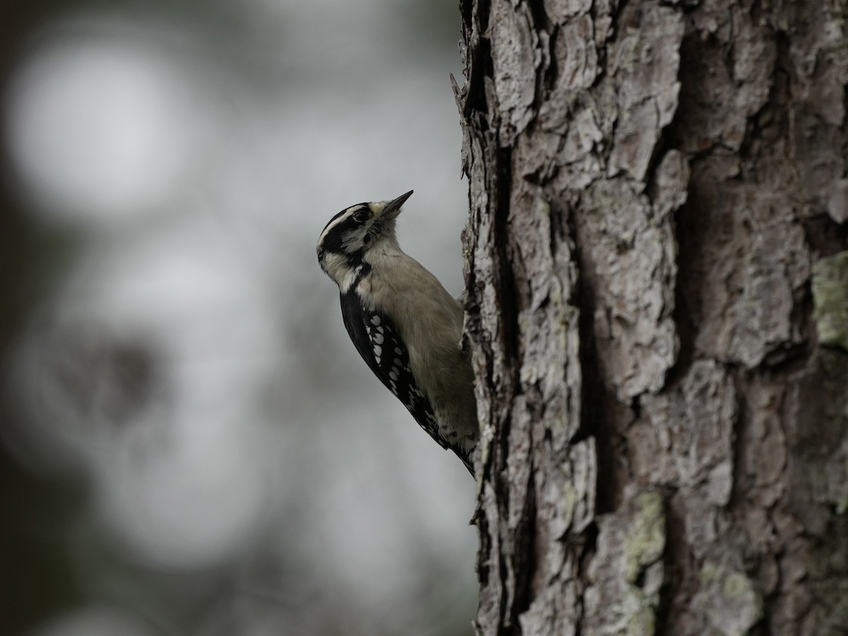 Downy Woodpecker - ML623932568