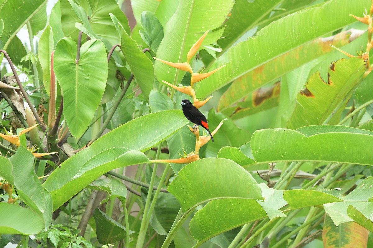 Scarlet-rumped Tanager - ML623932572