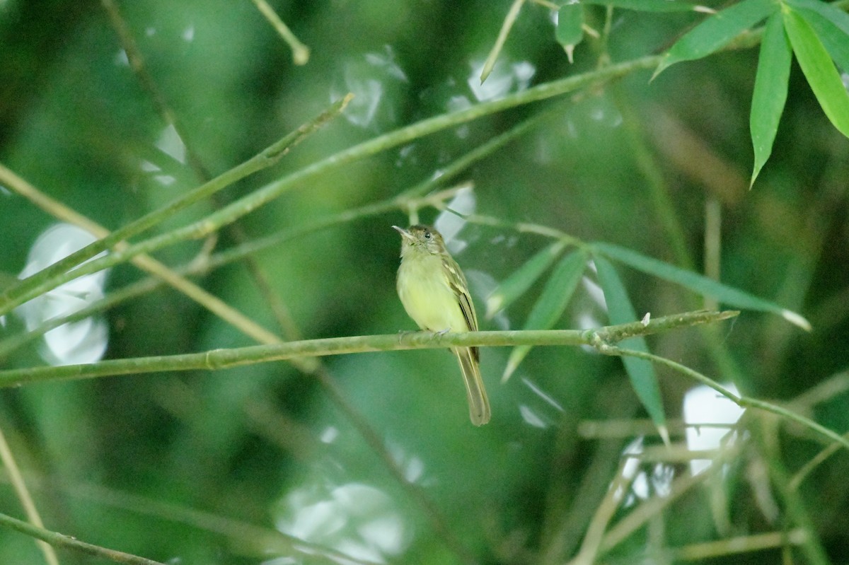 Sepia-capped Flycatcher - ML623932584