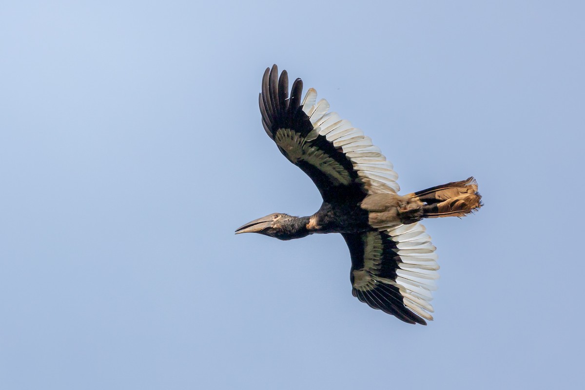 Black-and-white-casqued Hornbill - ML623932588