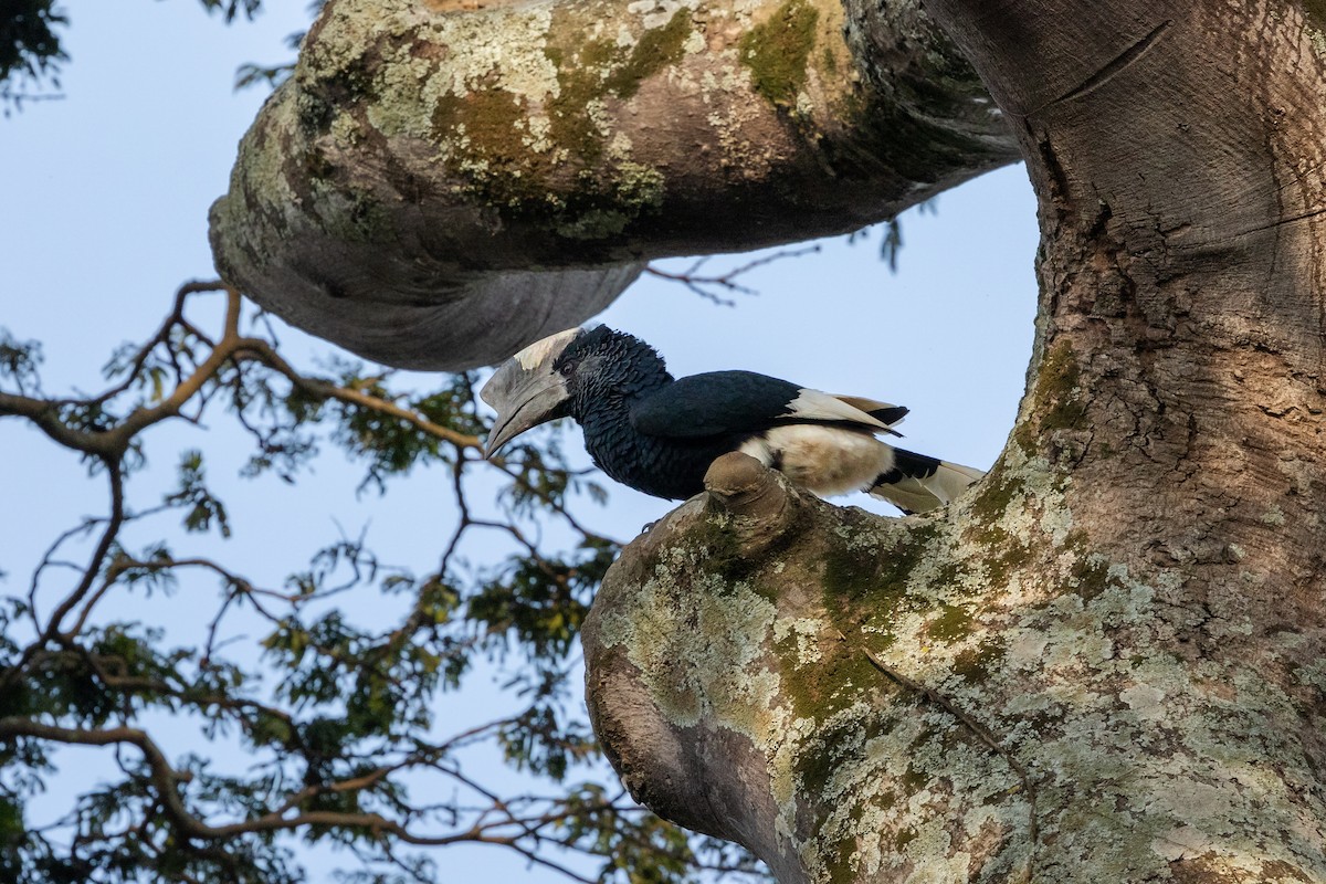 Black-and-white-casqued Hornbill - ML623932589