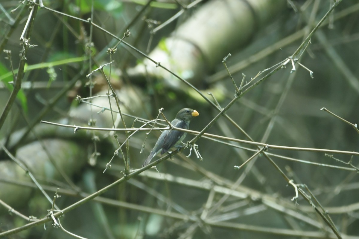 Slate-colored Seedeater - ML623932591