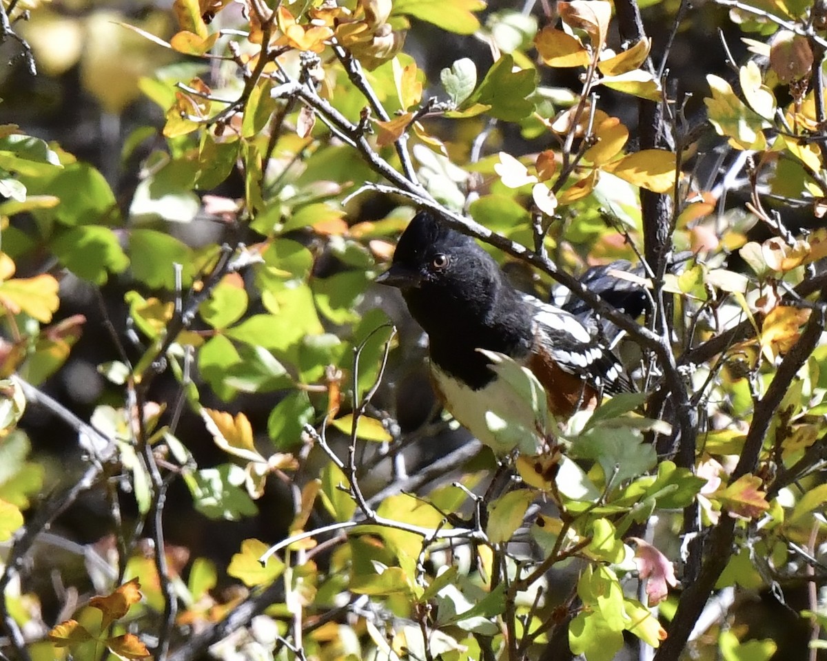 Spotted Towhee - ML623932592