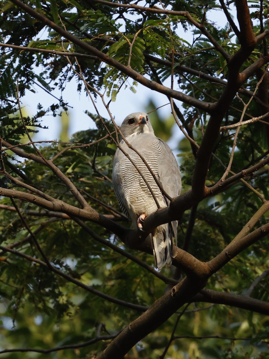 Lizard Buzzard - ML623932596