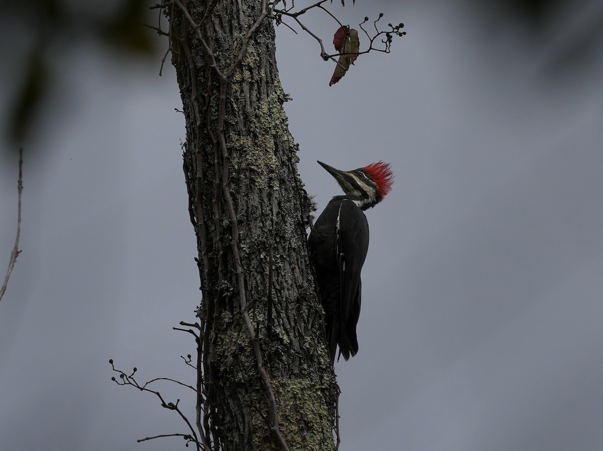 Pileated Woodpecker - ML623932600