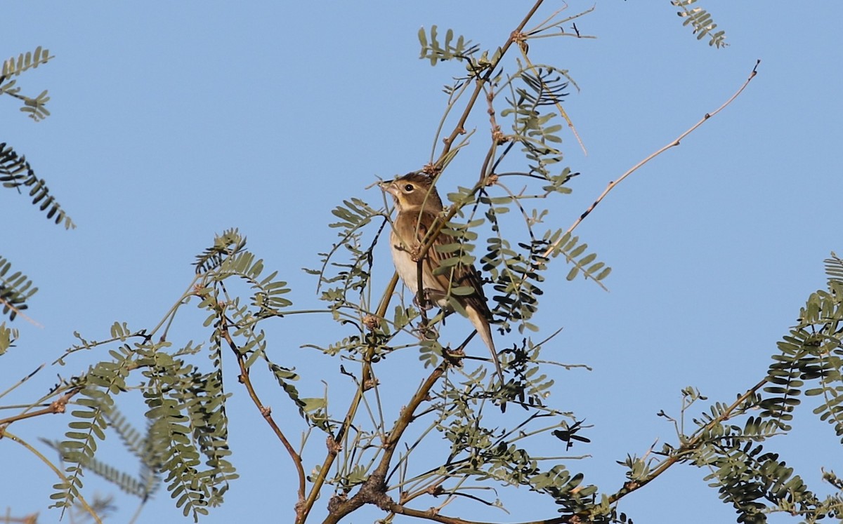 Dickcissel - ML623932623