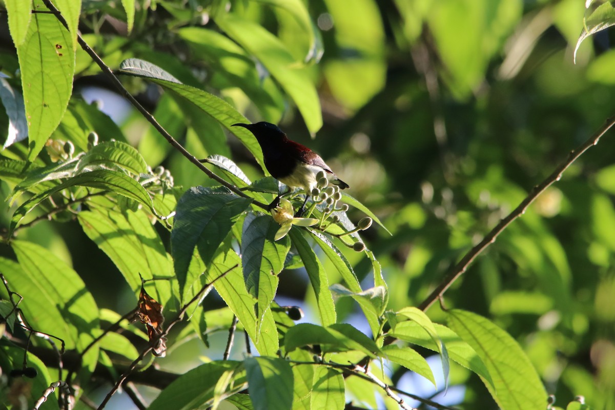 Crimson-backed Sunbird - ML623932624