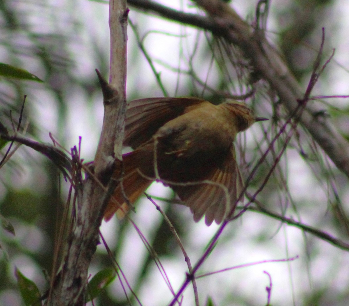 Ochre-breasted Foliage-gleaner - ML623932629