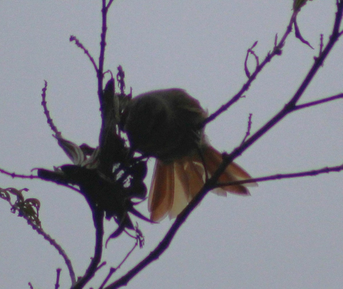 Ochre-breasted Foliage-gleaner - Pedro Behne