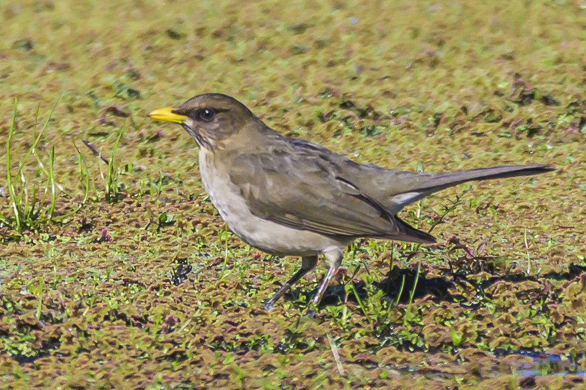 Creamy-bellied Thrush - ML623932670