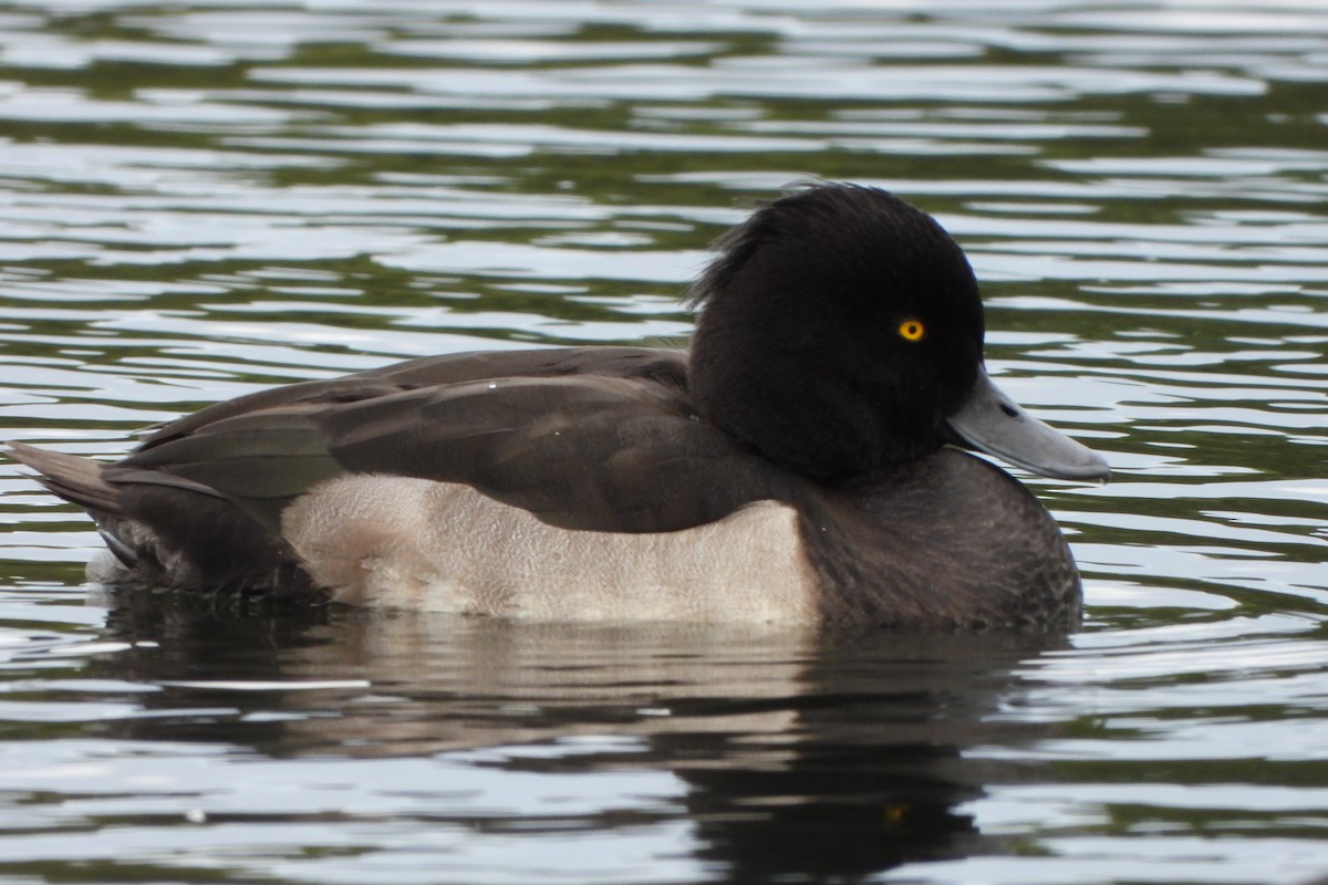 Tufted Duck - ML623932696