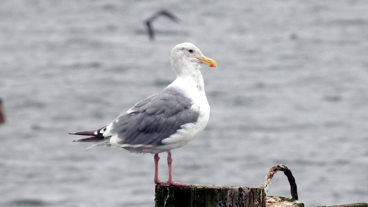 Western Gull - ML623932714