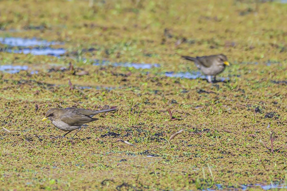 Creamy-bellied Thrush - ML623932767