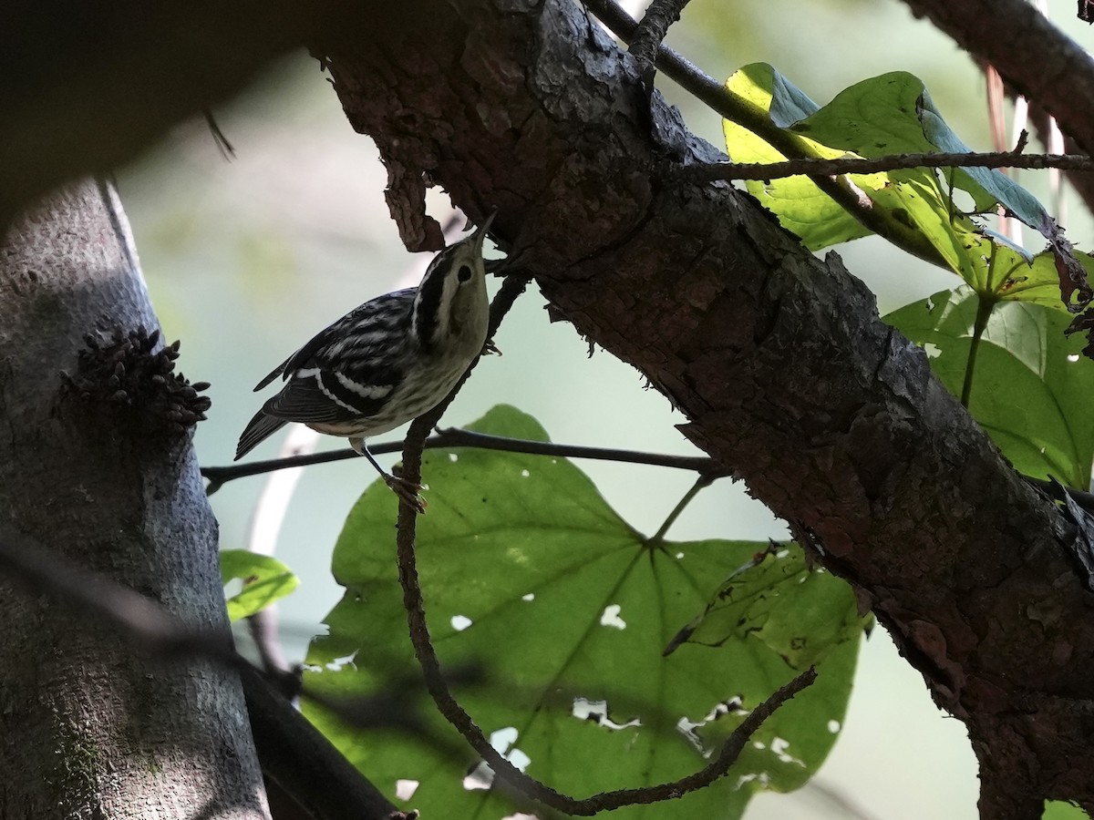 Black-and-white Warbler - ML623932769