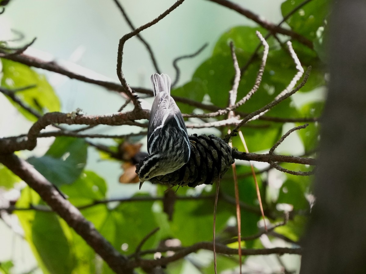 Black-and-white Warbler - ML623932770