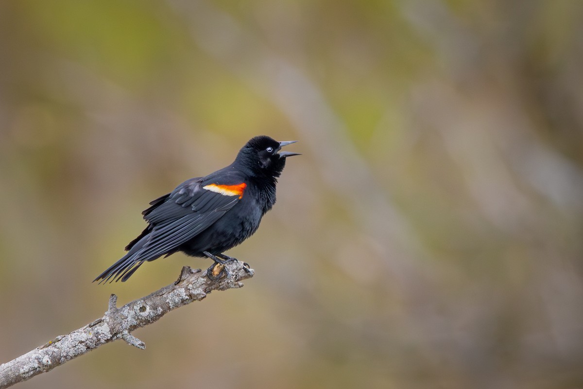 Red-winged Blackbird - ML623932797