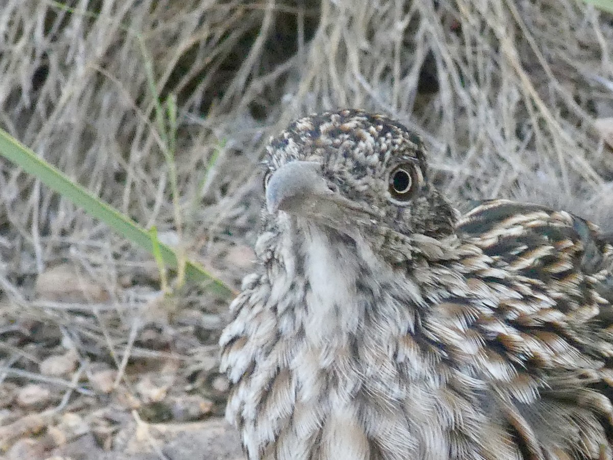 Greater Roadrunner - ML623932803