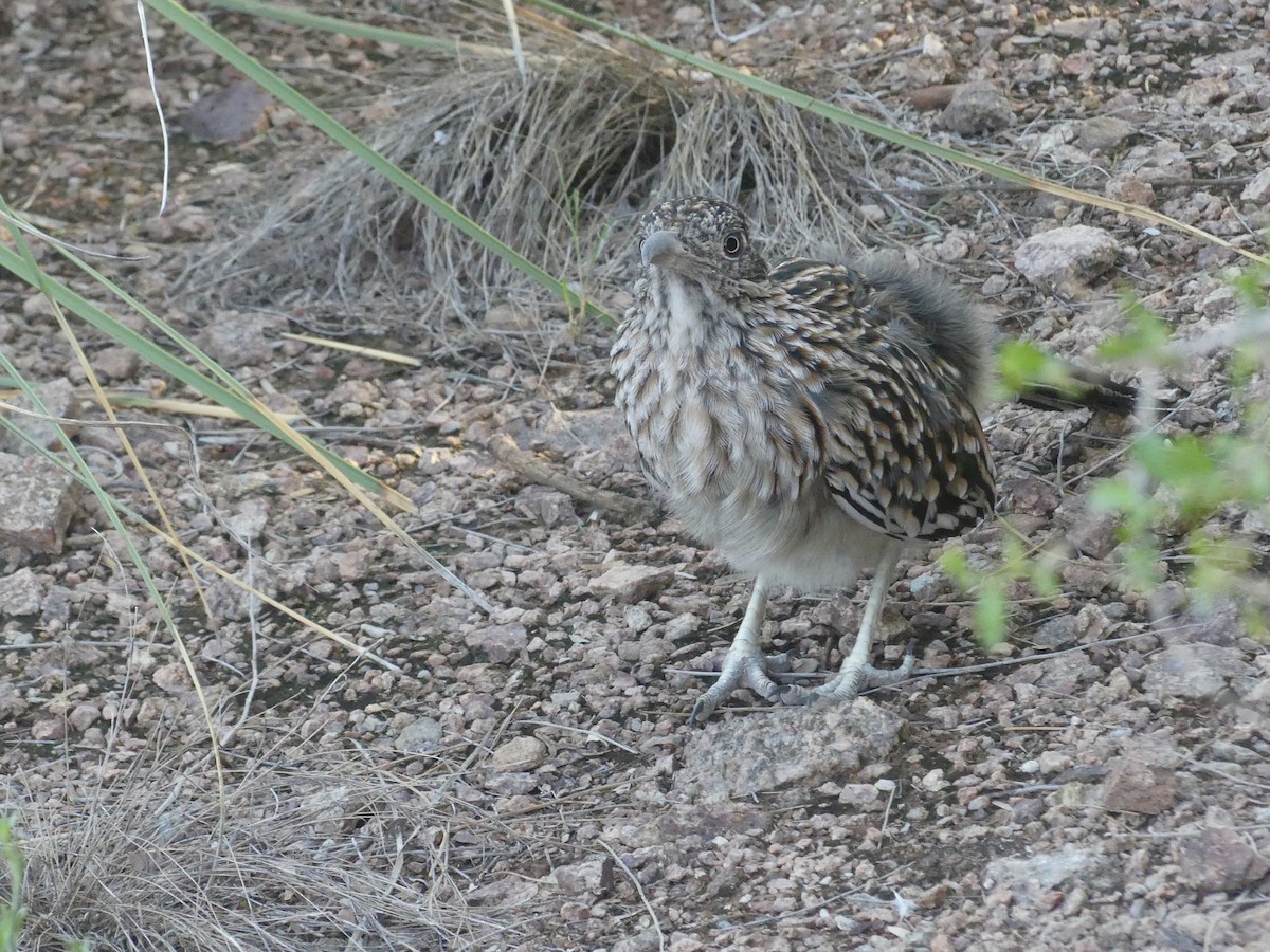 Greater Roadrunner - ML623932804