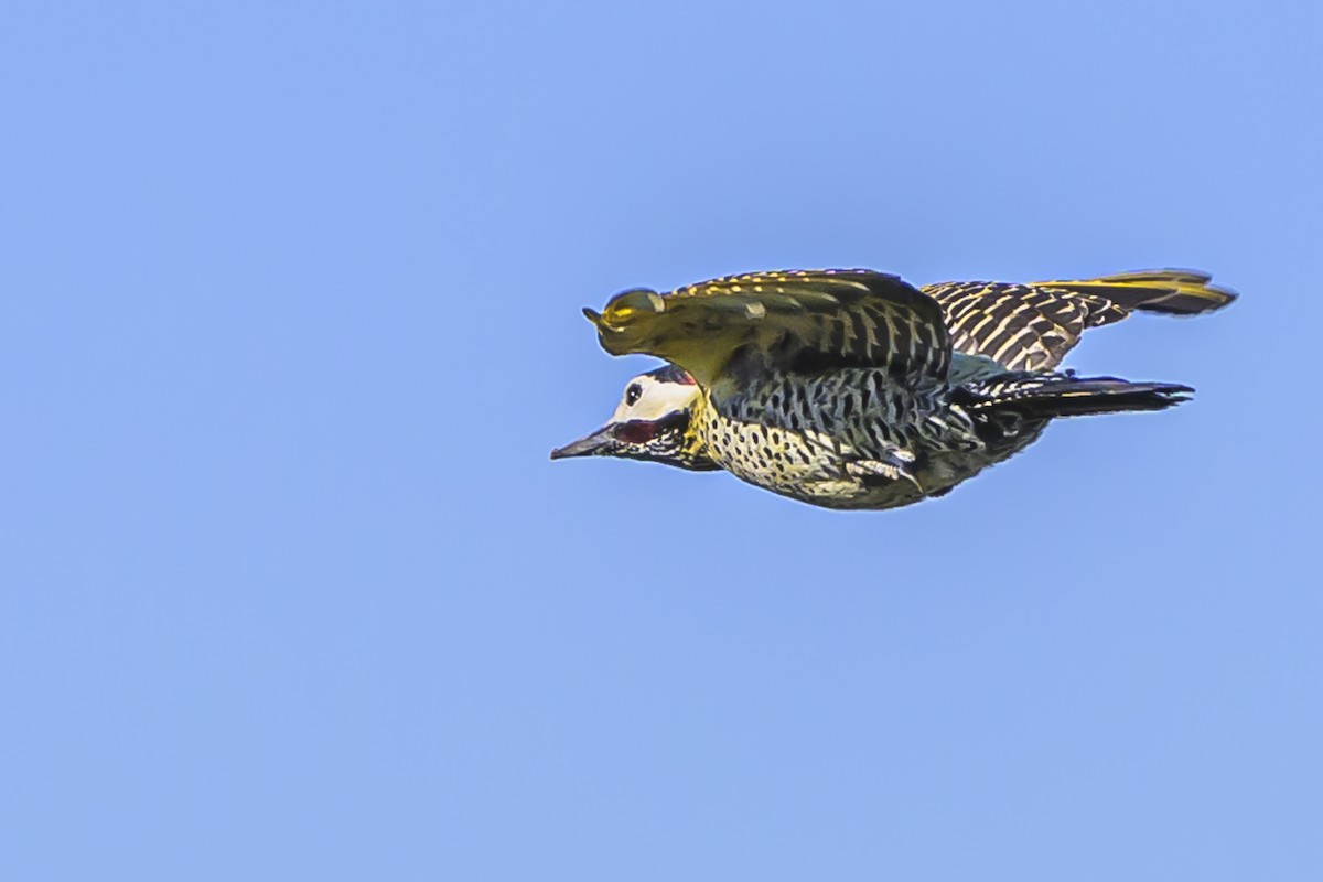 Green-barred Woodpecker - ML623932806