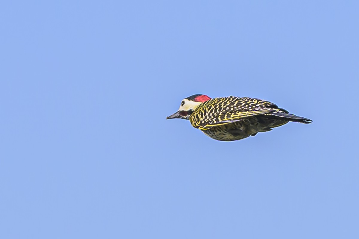 Green-barred Woodpecker - ML623932807