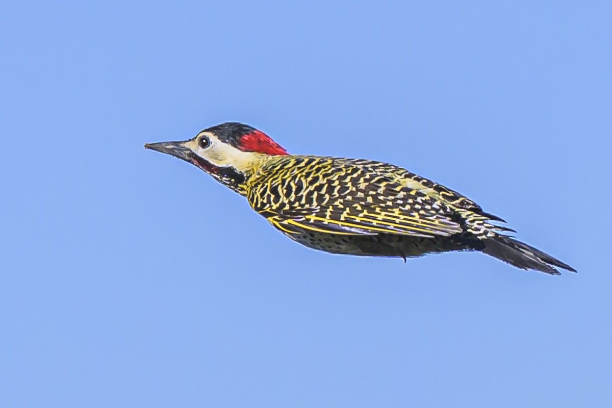 Green-barred Woodpecker - ML623932808