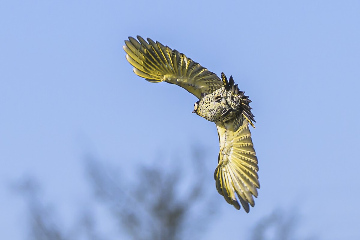 Green-barred Woodpecker - ML623932809