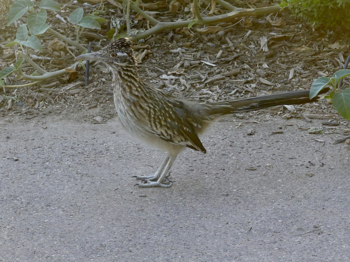 Greater Roadrunner - ML623932821