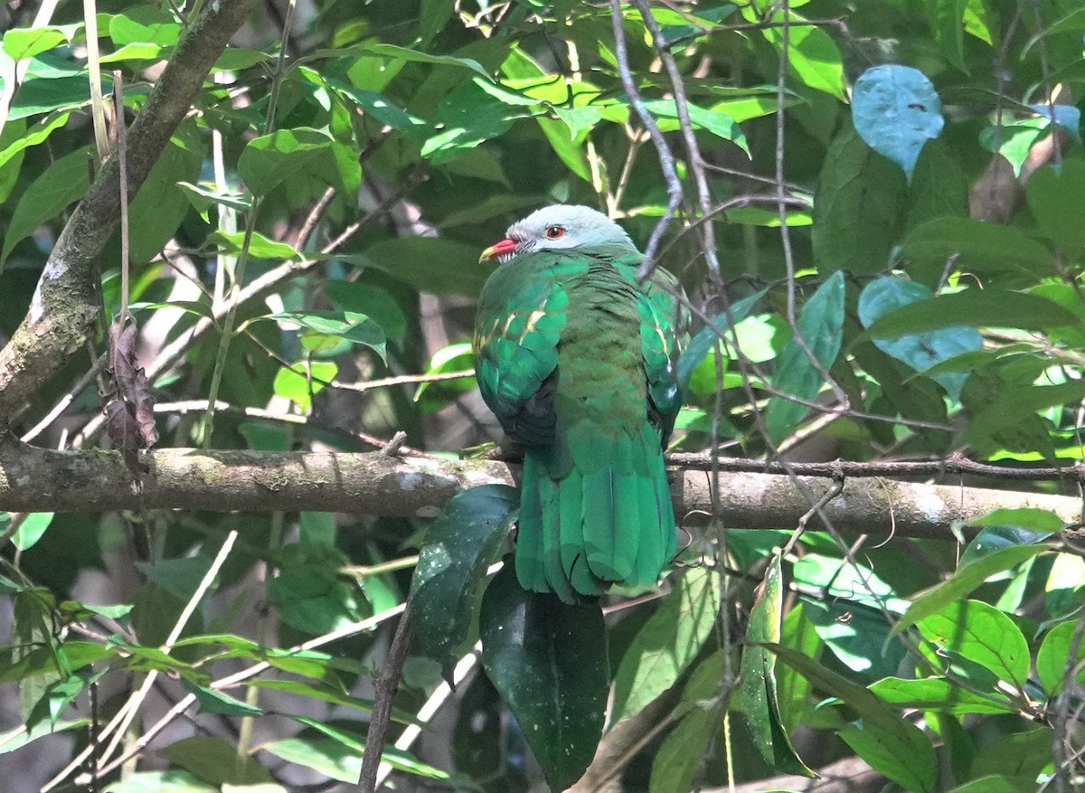 Wompoo Fruit-Dove - Cynthia Su