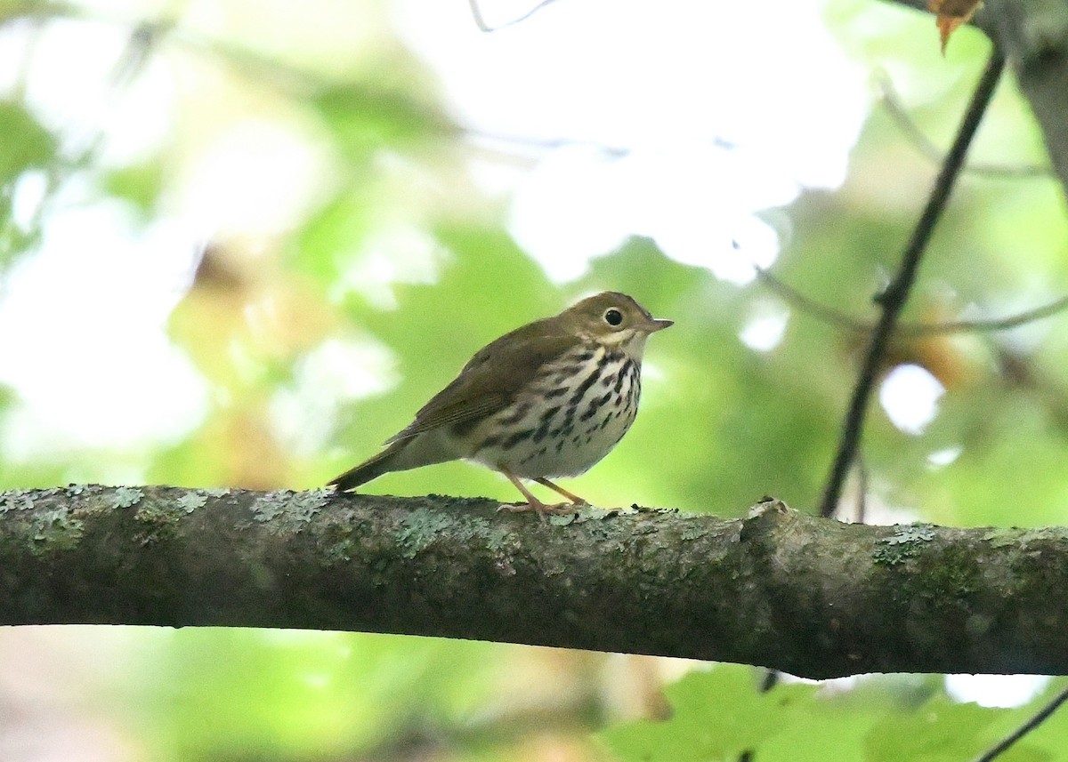 Ovenbird - ML623932874