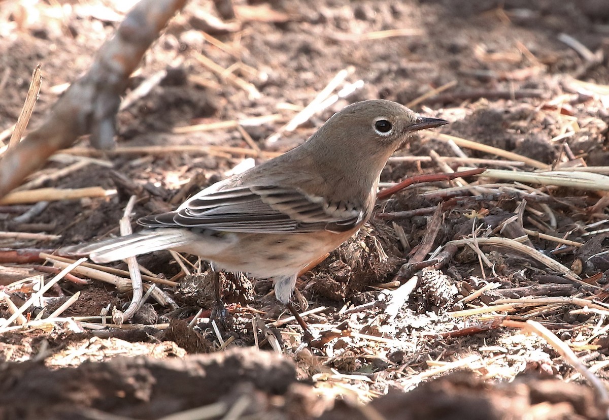 Yellow-rumped Warbler - ML623932888