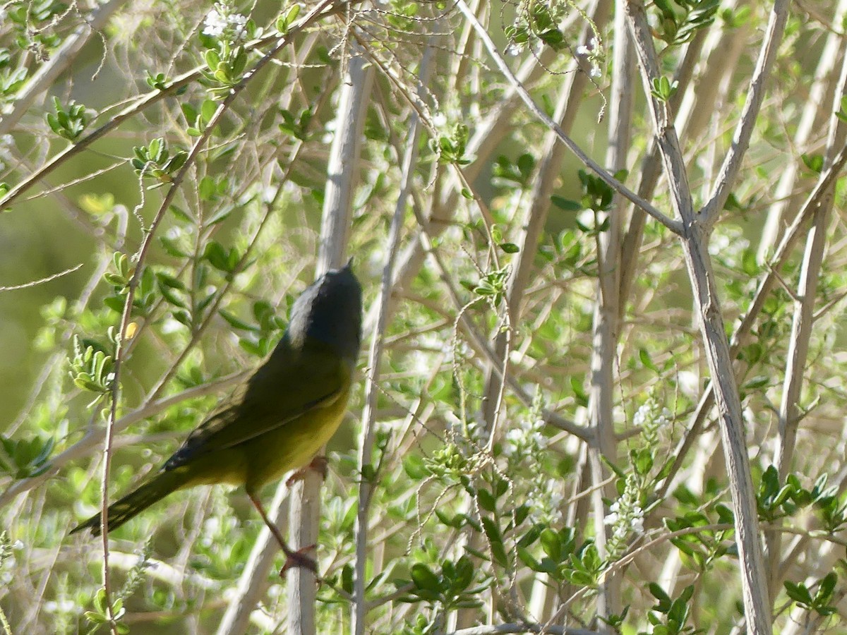 MacGillivray's Warbler - ML623932899