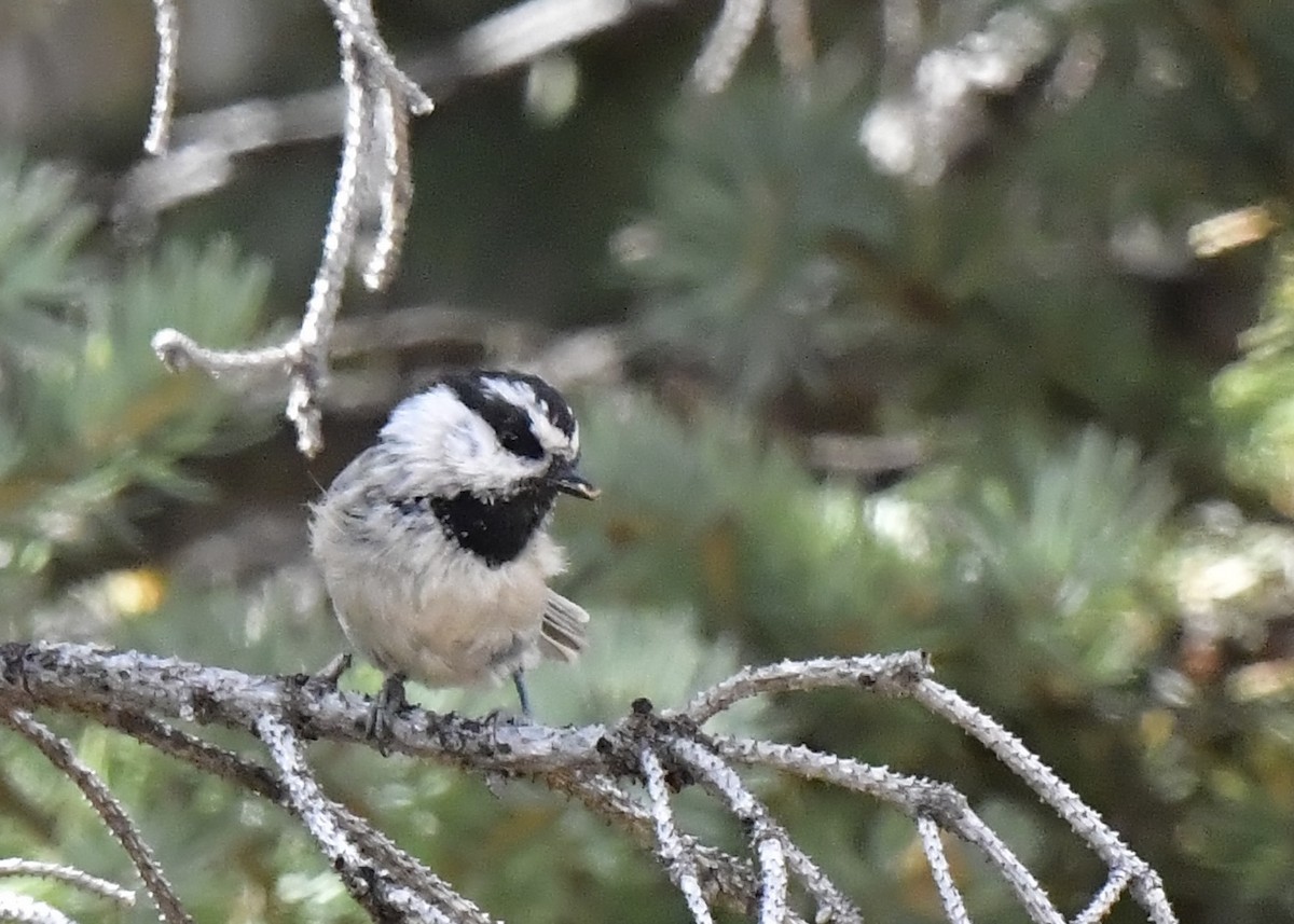 Mountain Chickadee - ML623932907