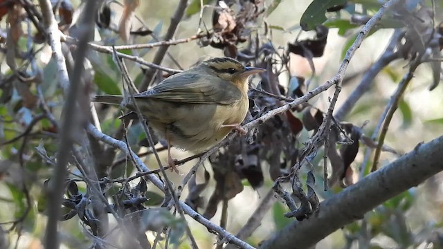 Worm-eating Warbler - ML623932921