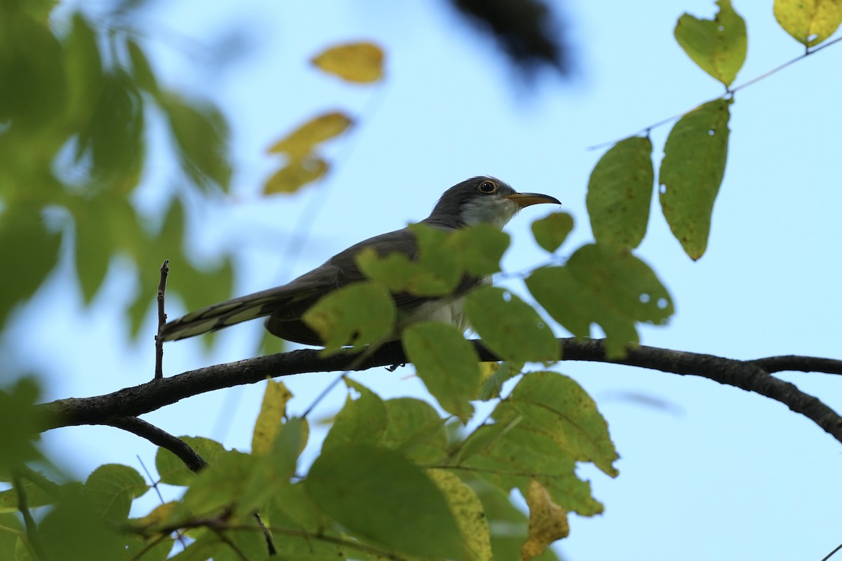 Yellow-billed Cuckoo - ML623932934