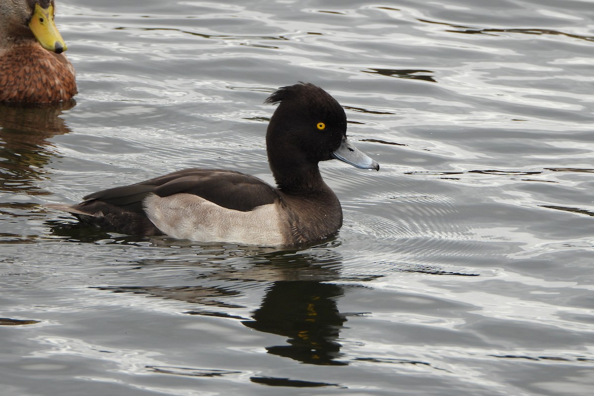 Tufted Duck - ML623932955