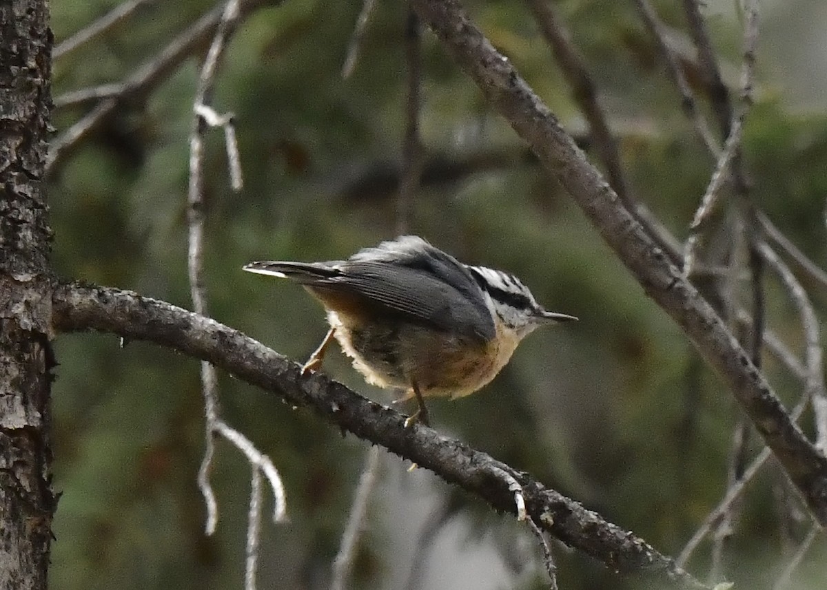 Red-breasted Nuthatch - ML623932957