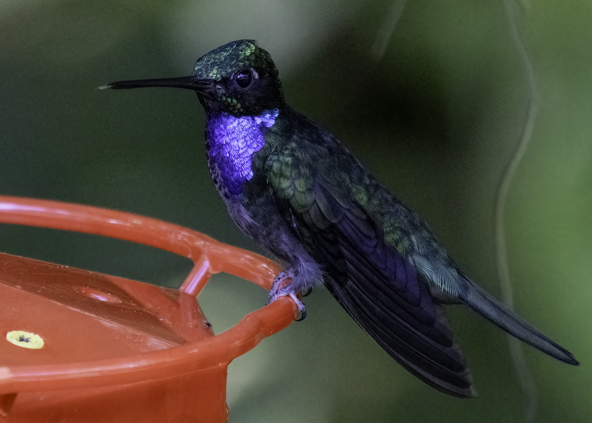 Colibrí del Napo - ML623932958