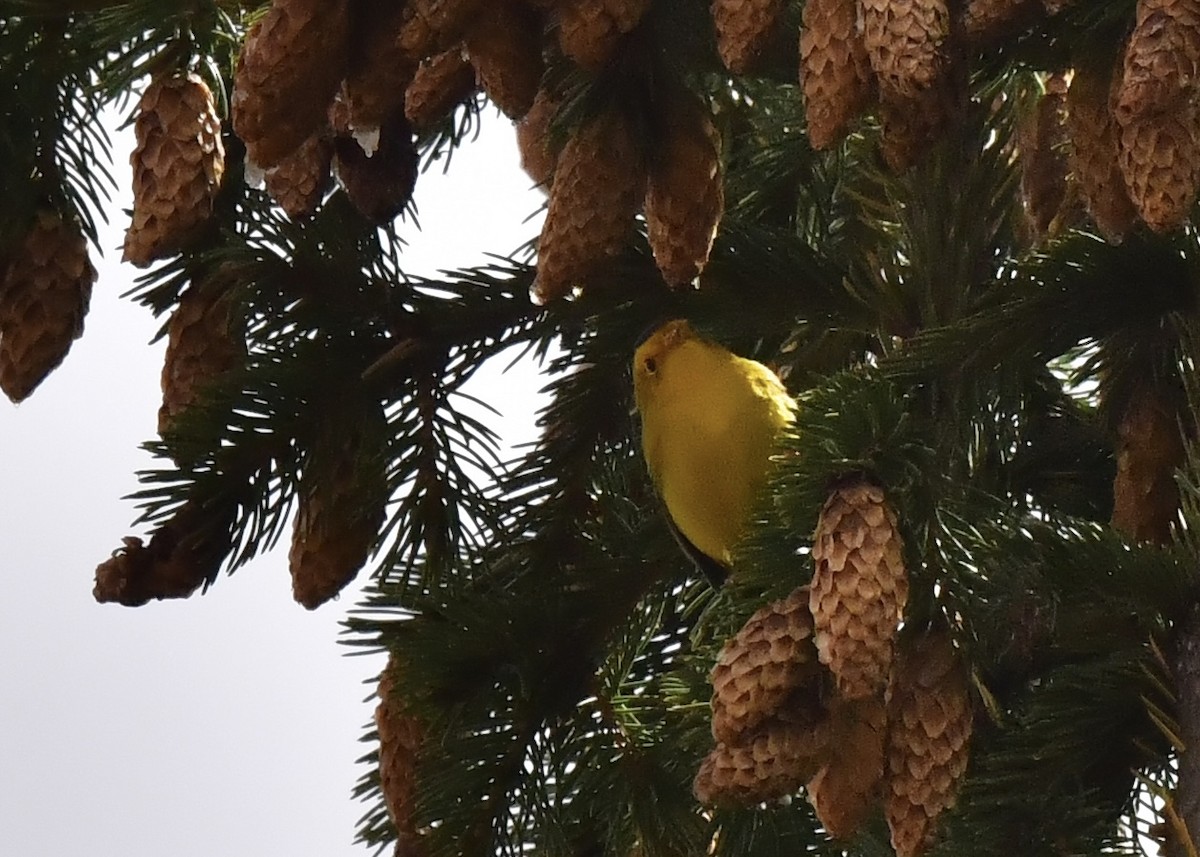 Wilson's Warbler - ML623932965