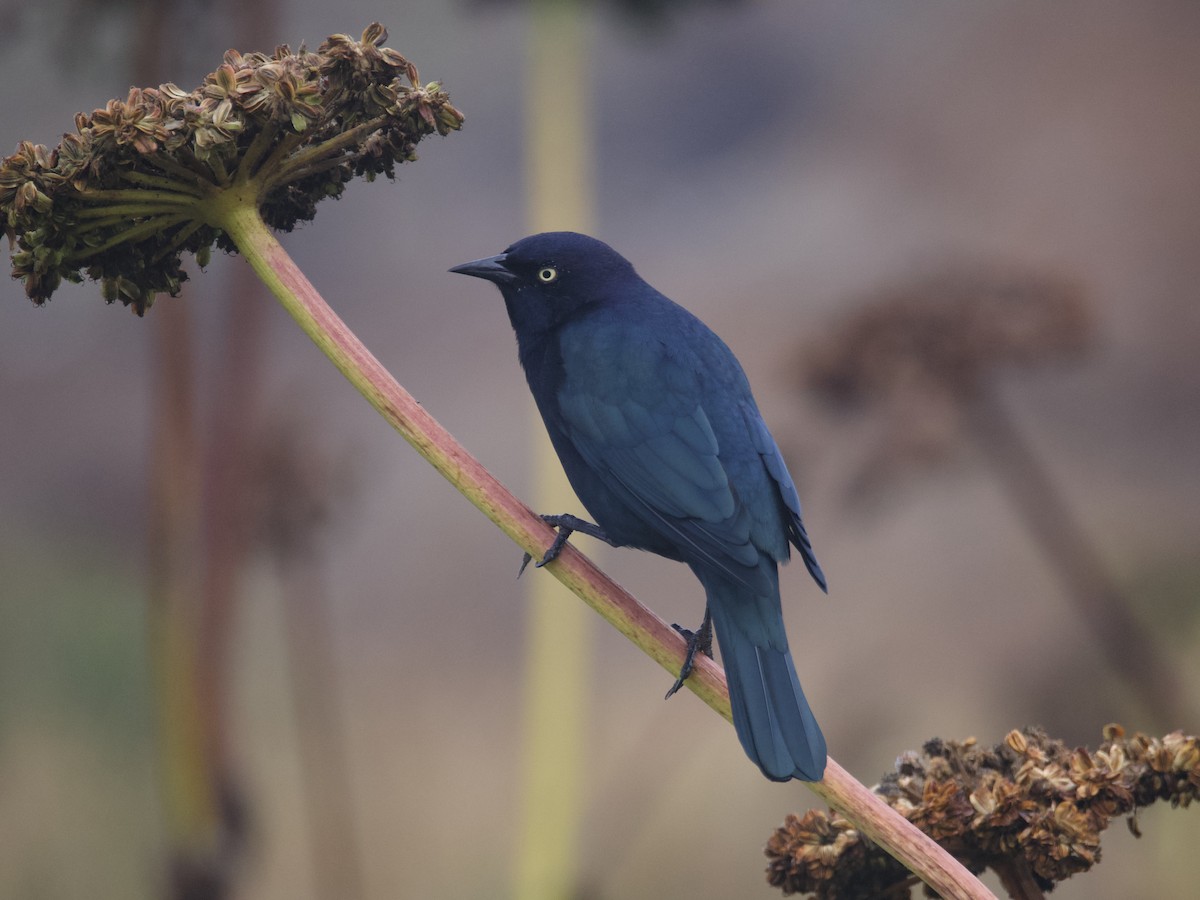 Brewer's Blackbird - ML623932968