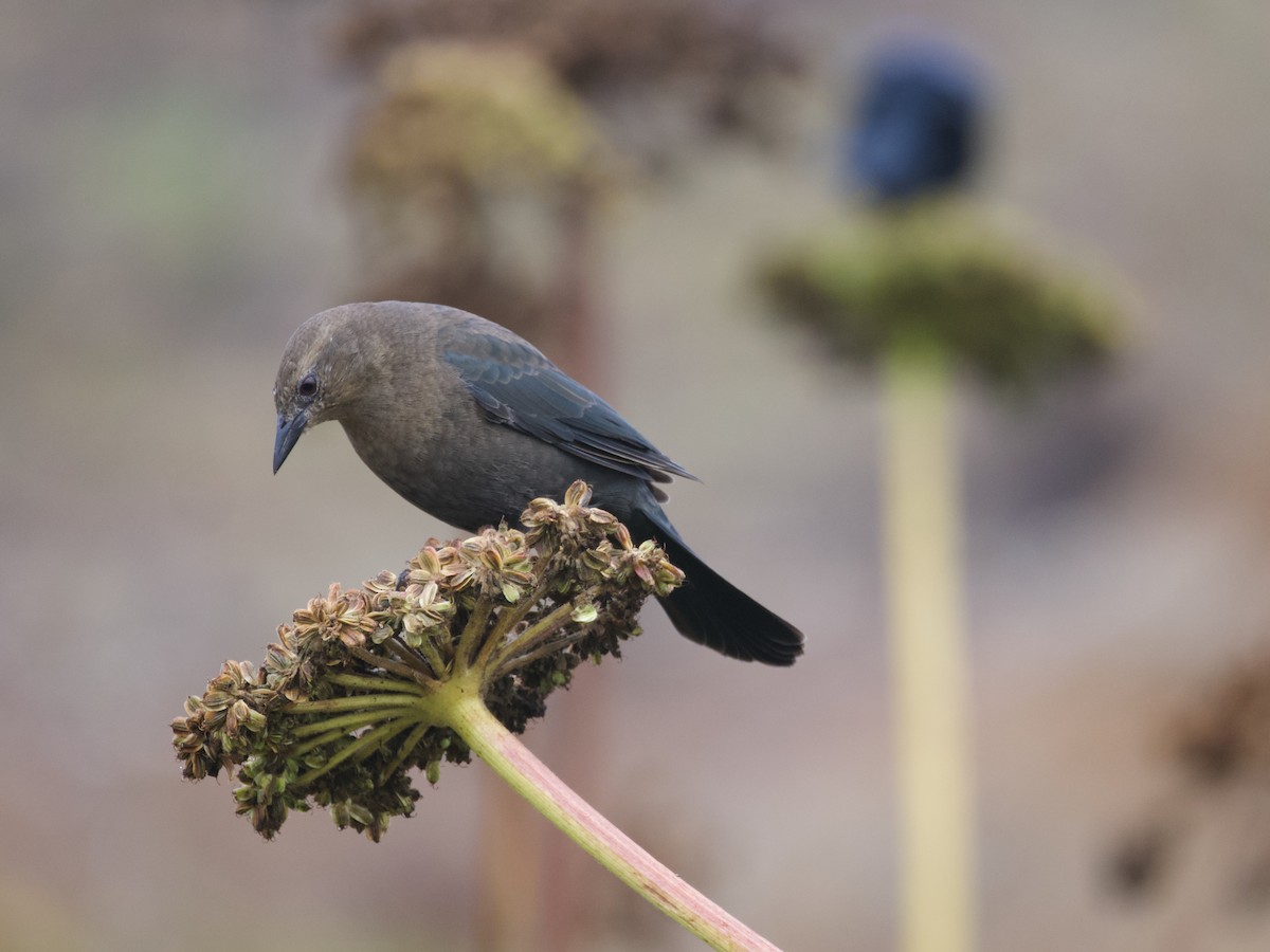 Brewer's Blackbird - ML623932969