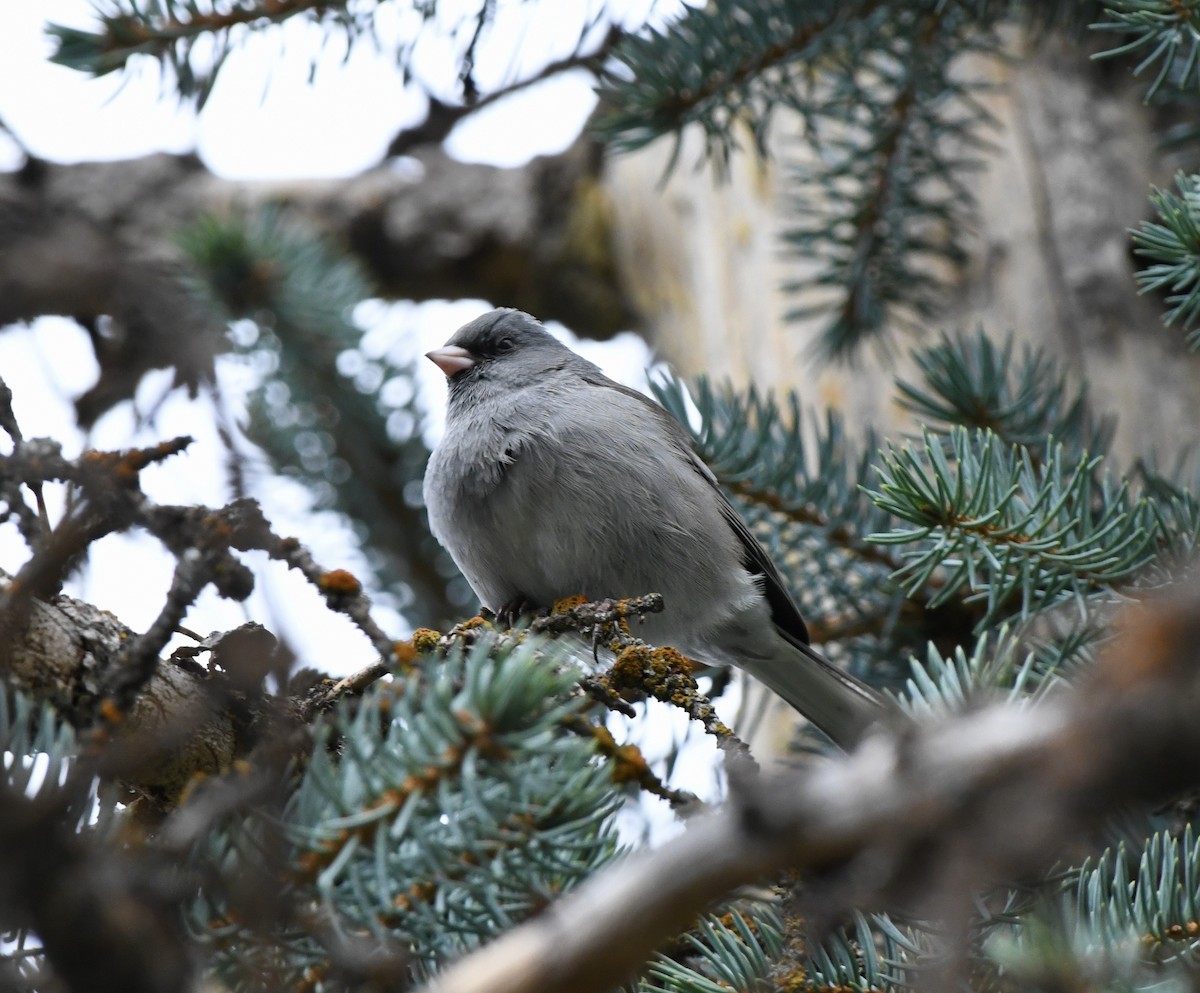 Dark-eyed Junco (Gray-headed) - ML623932971