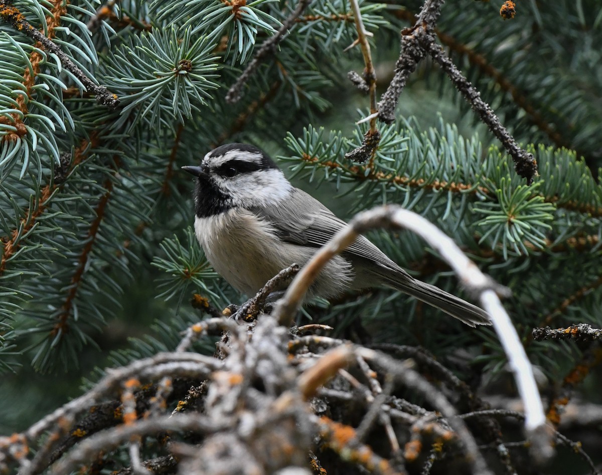 Mountain Chickadee - ML623932973