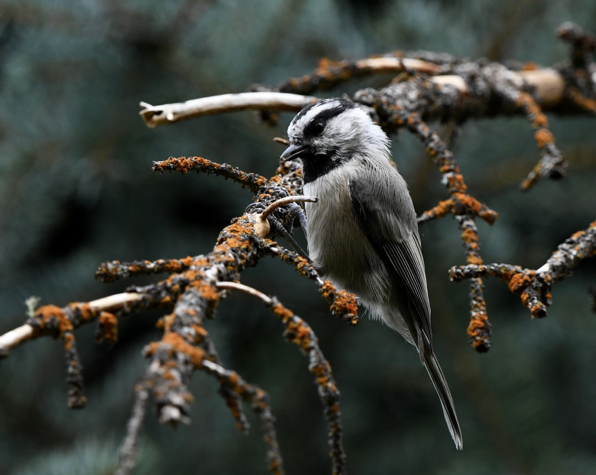 Mountain Chickadee - ML623932974