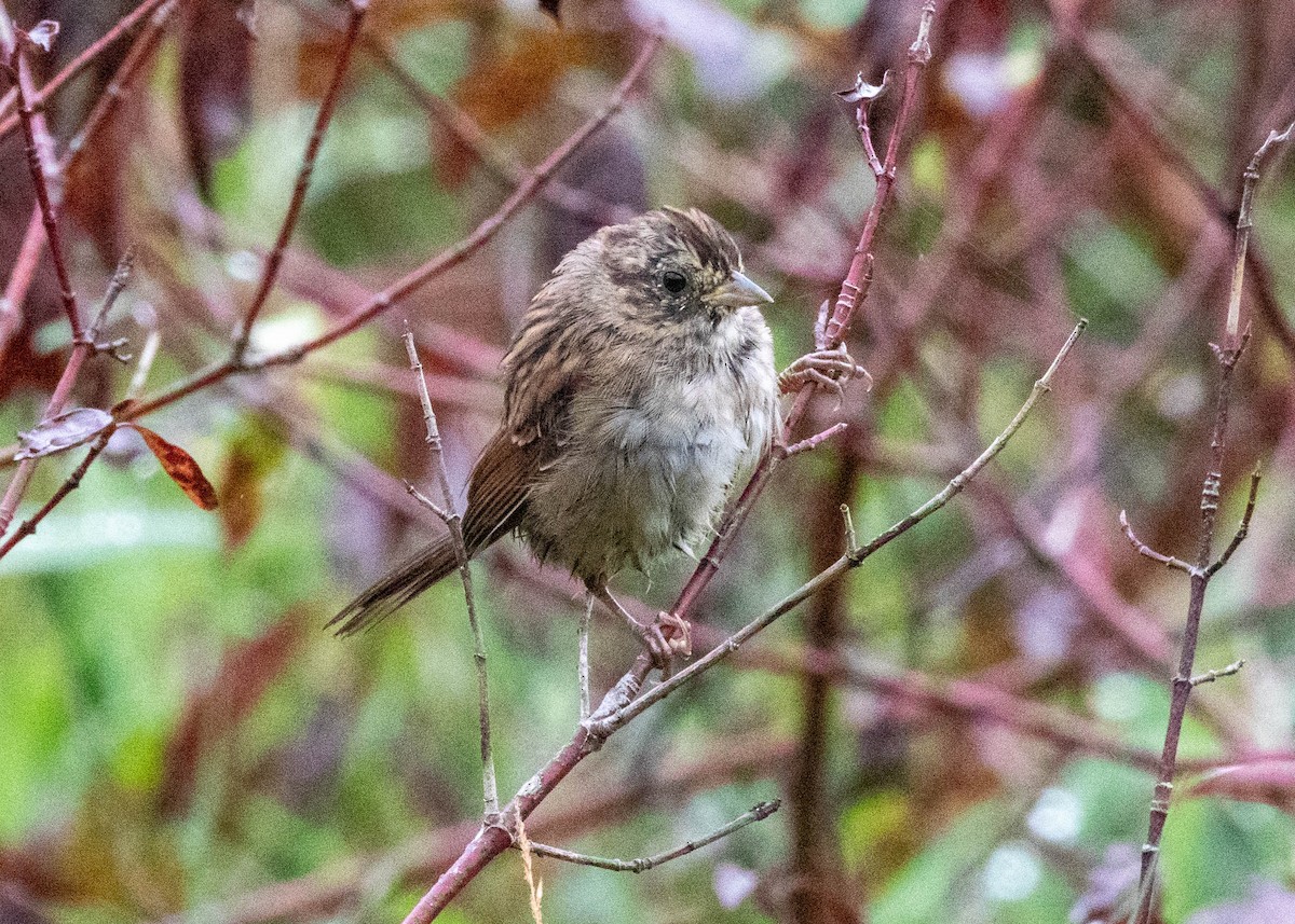 Swamp Sparrow - ML623932998